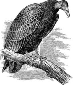 Stop The Vultures That Are Circling Franktown